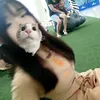 snilex