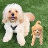 enzo.and.mazie
