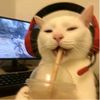 kuu_is_here