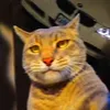 fiki_bpm