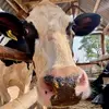ssembradairyfarm