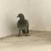 chillingpigeoncorner