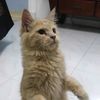 wapito_07