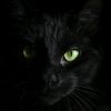 moshkittycat