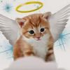 whoscat1234