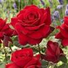 ines9685