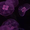 theirsungreen