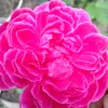 mamaimabamban33