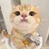 caluoihetcuu