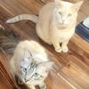 kittygang8