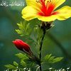 syed_ali_raza005