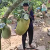 thienhoang690