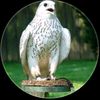 مخاوي الليل F.16 🦅🦅