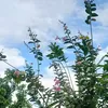 phandangbhuyen0709