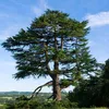 original_tree2763