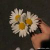 manosha.72
