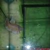 rolam_betta_fish
