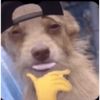 cooltiktokwhitedog