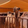 الحربي🐪
