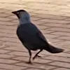 pr0tist