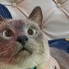 spayzafirocat