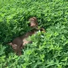 jorginho.doxie