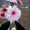 marwa.al.jazzar