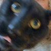 soelvfoliekatt