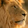 adil_2272