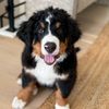 ziggy.the.berner