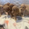 standard_poodle_world