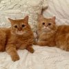 Ginger & George