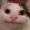 beluga_gula