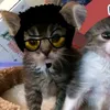 r.accoon8