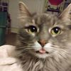noelthexmascat