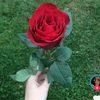 11_sesiz0