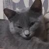 surayoki