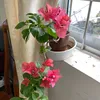 user69bonsai