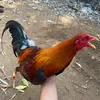haidang04062001
