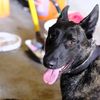 k9rickybobby109