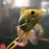 gorbati_k993