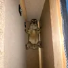 lordhyrax