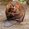 beaver_jam