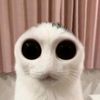 vleon_18