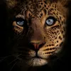 alia.alasaad
