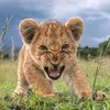 mubin_barzan1