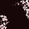 haseena84_