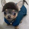 tortu_0.0