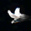 benoo_310