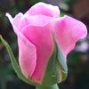 lilly.love99